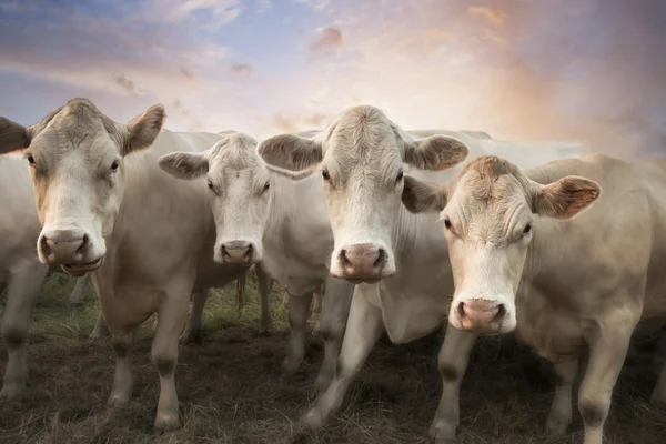 Cuatro vacas blancas —  Fotos de Stock