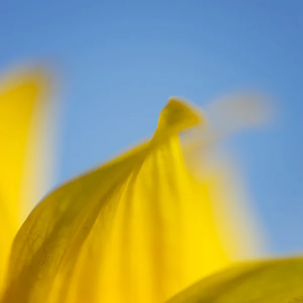 Nahaufnahme von Sonnenblumen — Stockfoto