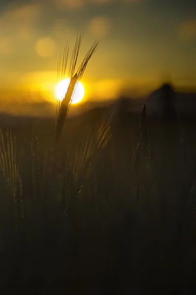 Σιτάρι στο ηλιοβασίλεμα — Φωτογραφία Αρχείου
