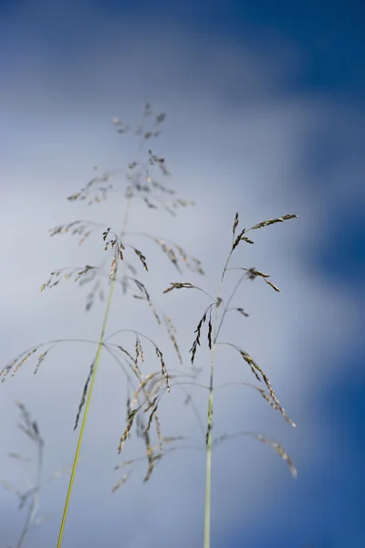 Grama no céu azul — Fotografia de Stock