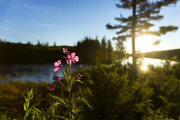 Скандинавская река с цветком огненной травы — стоковое фото
