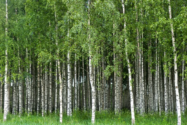 Grove of birch trees — Stock Photo, Image