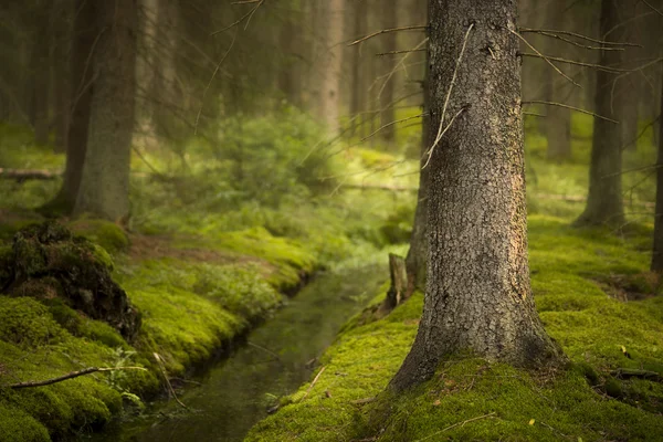 Floresta mágica — Fotografia de Stock