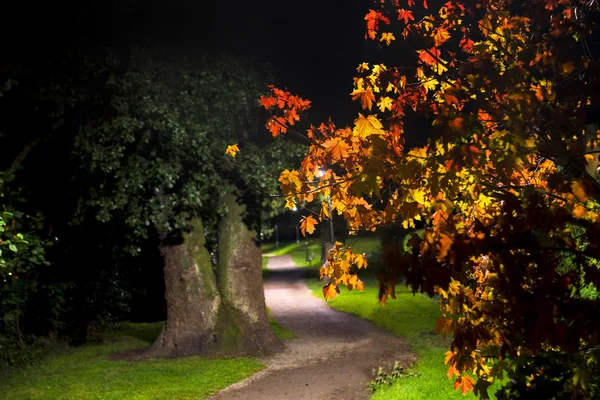 Puisto syksyllä — kuvapankkivalokuva