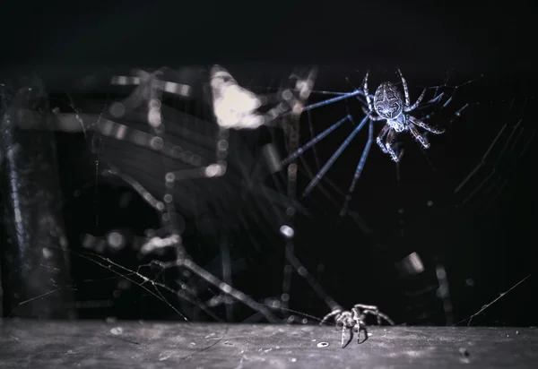 Aranha no lugar escuro — Fotografia de Stock