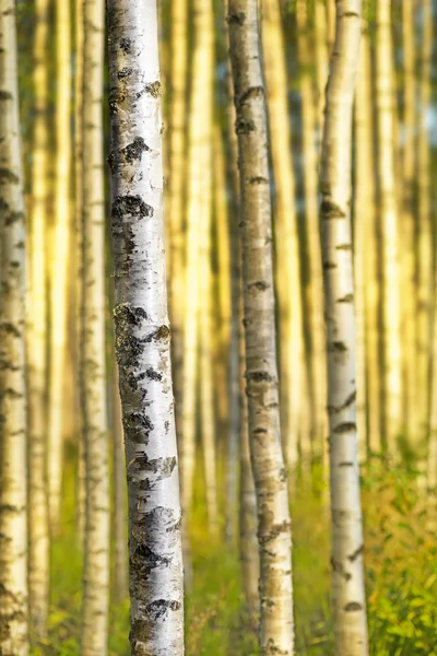 Björkskog — Stockfoto