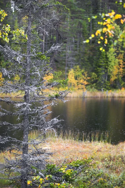 Trockene Fichte in farbenfroher skandinavischer Herbstlandschaft — Stockfoto
