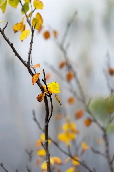 Ramoscello con foglie di betulla colorate autunno — Foto Stock