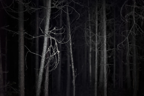 Spooky dark forest with dead trees at night