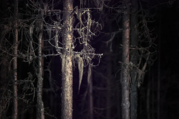 Strašidelný strom — Stock fotografie