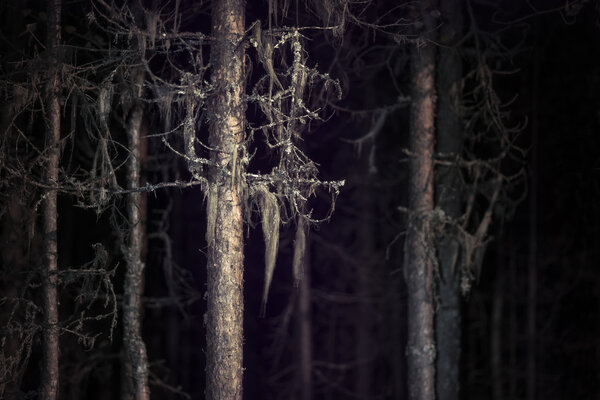 Spooky tree with beard lichen in dark forest at night