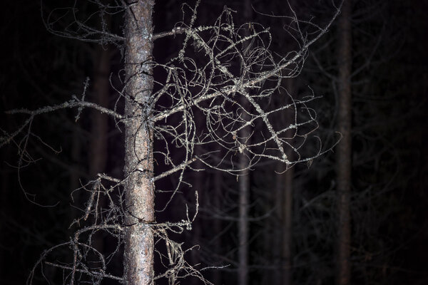 Spooky tree with fungus in dark forest at night