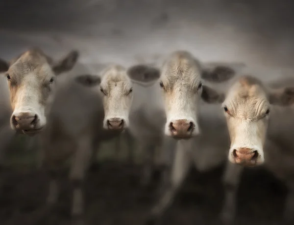 Vier witte koeien — Stockfoto