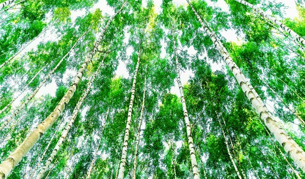 Low angle view of birch trees — Stock Photo, Image