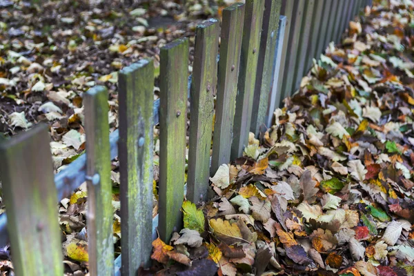 Fence and autumn leaves — Stock Photo, Image