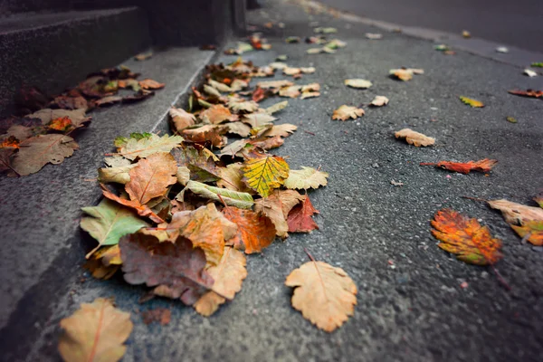 Colorful leaves on gray sidewalk — Stock Photo, Image