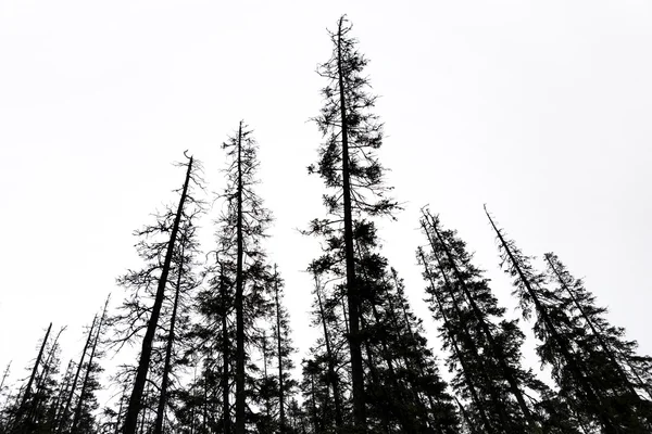 Donker silhouettes van oude conifer bomen — Stockfoto