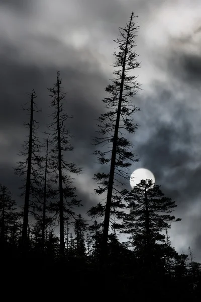 Bosque espeluznante con luna llena grande —  Fotos de Stock