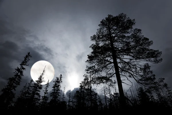 Kusliga skogen med stor fullmåne — Stockfoto