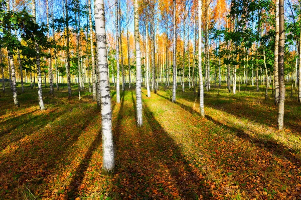 Березовый лес осенью — стоковое фото