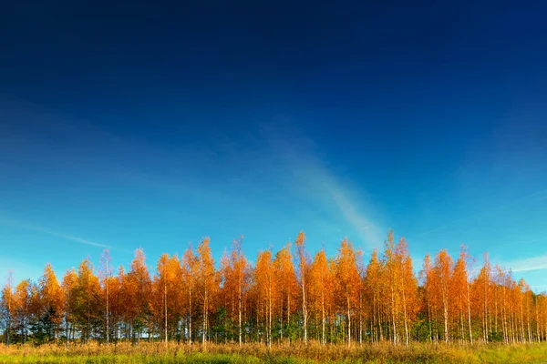 Birkenhain im Herbst — Stockfoto