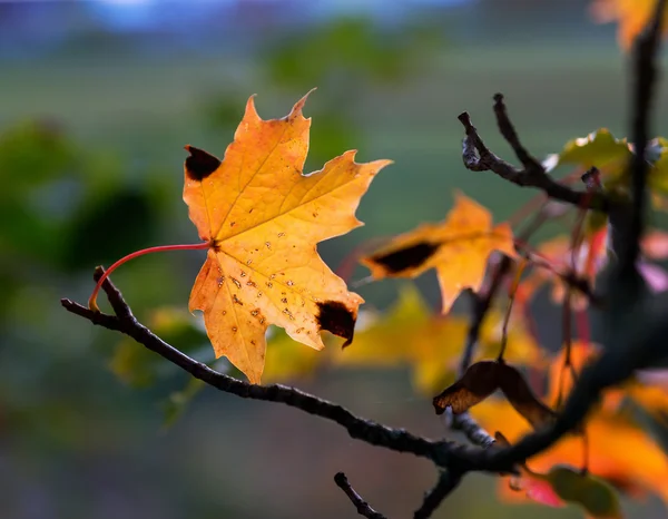 Sonbaharda akçaağaç ağaç yaprağı — Stok fotoğraf
