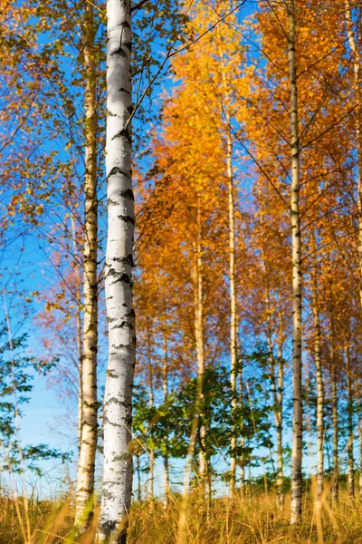 Birch trees in autumn — Stock Photo, Image