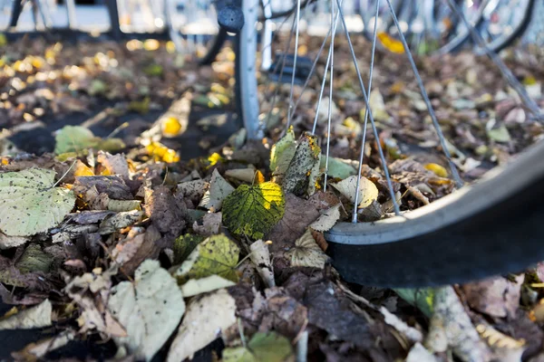 Roda de bicicleta com folhas no outono — Fotografia de Stock