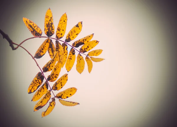 ナナカマドの葉 — ストック写真