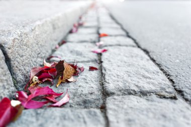 Düşen sonbahar yaprakları