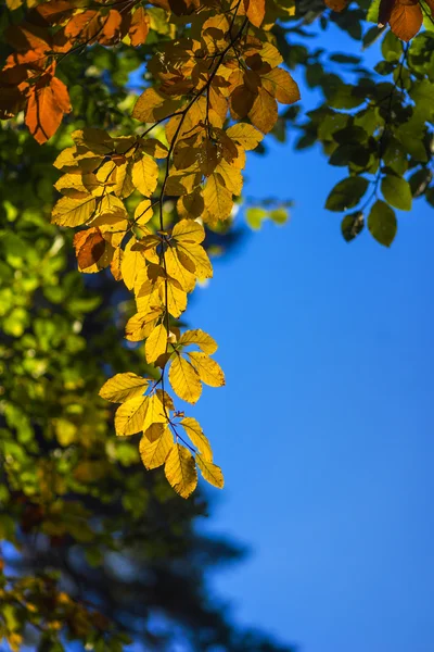 Πολύχρωμα φύλλα το φθινόπωρο — Φωτογραφία Αρχείου