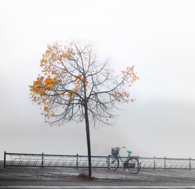 Bike under autumnn tree clipart