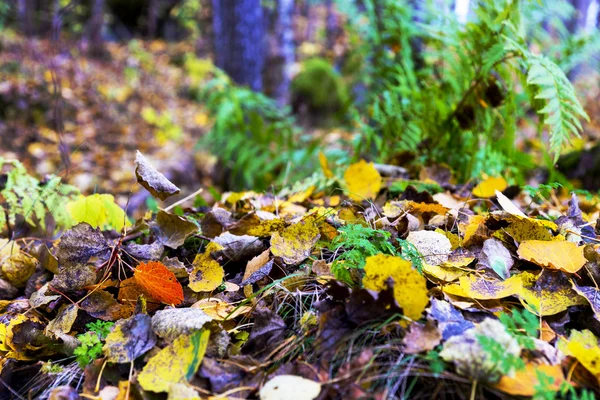 Aspen leaves in forest in autumn — Stock Photo, Image