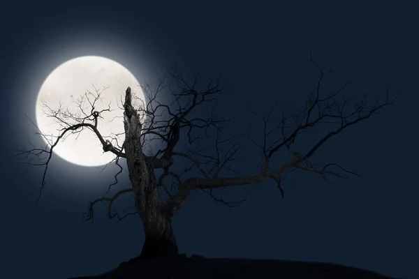 Bare tree with big bright moon — Stock Photo, Image