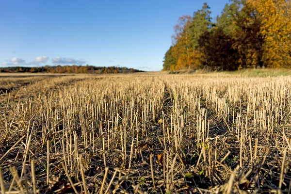 Tarweveld na de oogst — Stockfoto