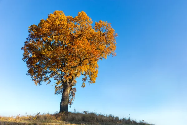 Дубове дерево восени — стокове фото
