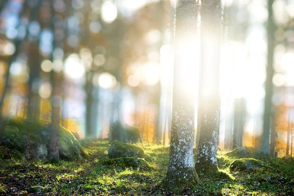 Floresta com luz mágica — Fotografia de Stock