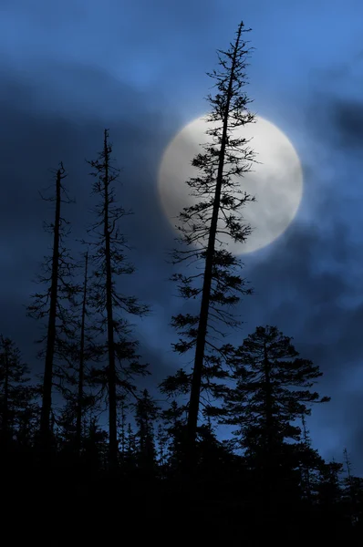 Forêt effrayante avec des silhouettes d'arbres — Photo