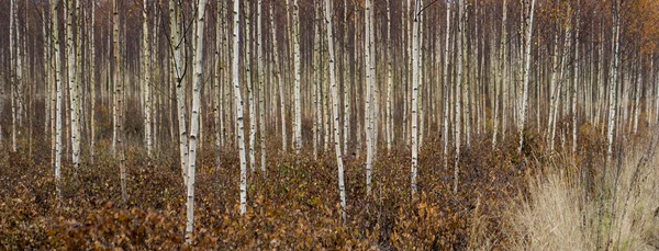 Jonge berkenbomen in de herfst — Stockfoto