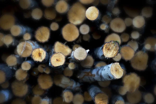 Stack of birch tree logs — Stock Photo, Image