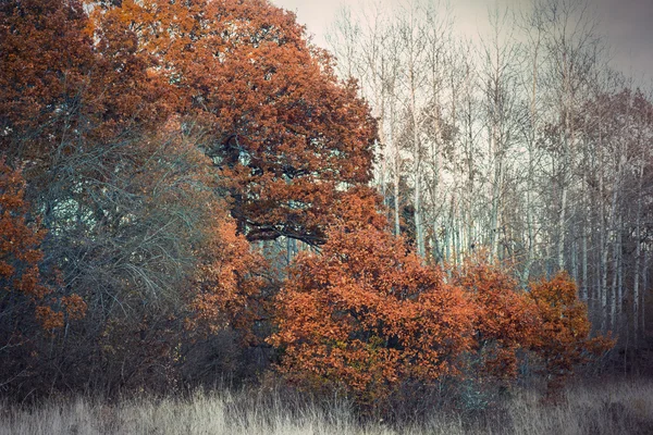 Braune Bäume in der Herbstlandschaft — Stockfoto