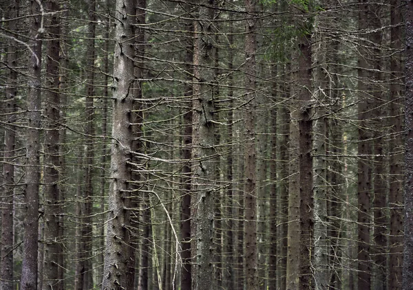 Troncos de árboles de coníferas — Foto de Stock