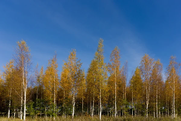 Björkar i höstfärger — Stockfoto