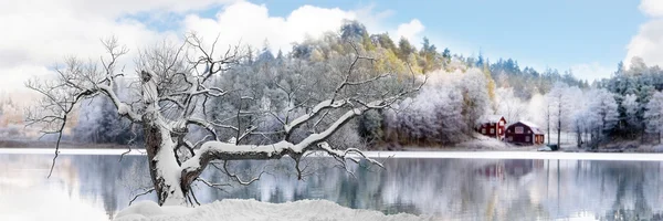 Drzewo w zimowym krajobrazie — Zdjęcie stockowe