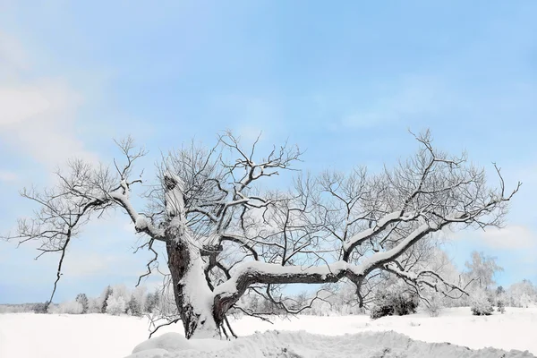 Bare tree in snow — Stock Photo, Image