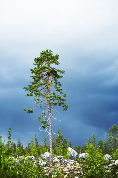 Pino nella foresta scandinava — Foto Stock