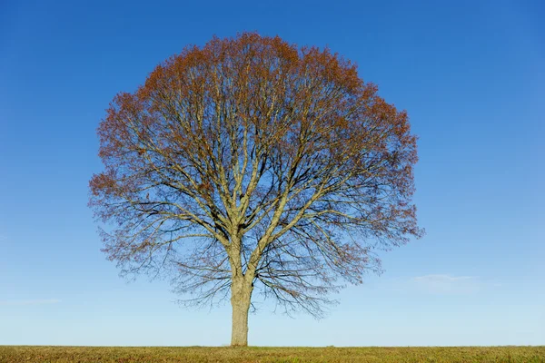 Árvore de limão no céu azul — Fotografia de Stock