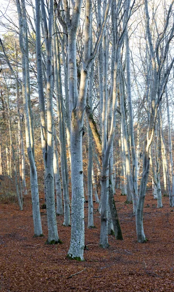 Troncos de árvores na floresta de faia — Fotografia de Stock