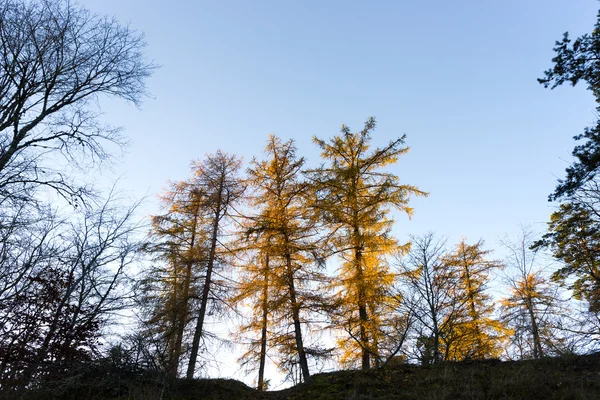 Larici sulla collina — Foto Stock