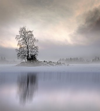 sisli peyzaj çıplak ağaca